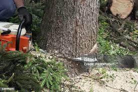 Best Storm Damage Tree Cleanup  in Tillmans Corner, AL