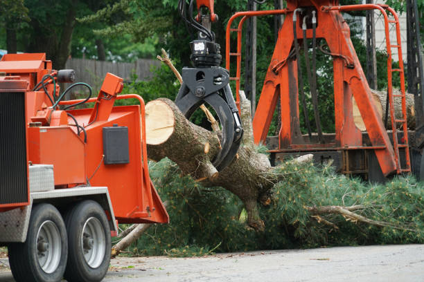 Tillmans Corner, AL Tree Care Services Company